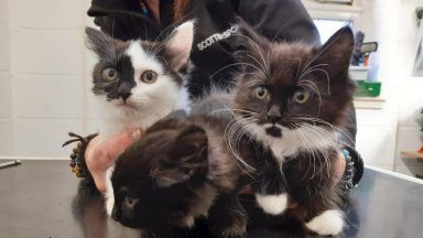 Scottish SPCA appeal after kittens found dumped in vodka box in park