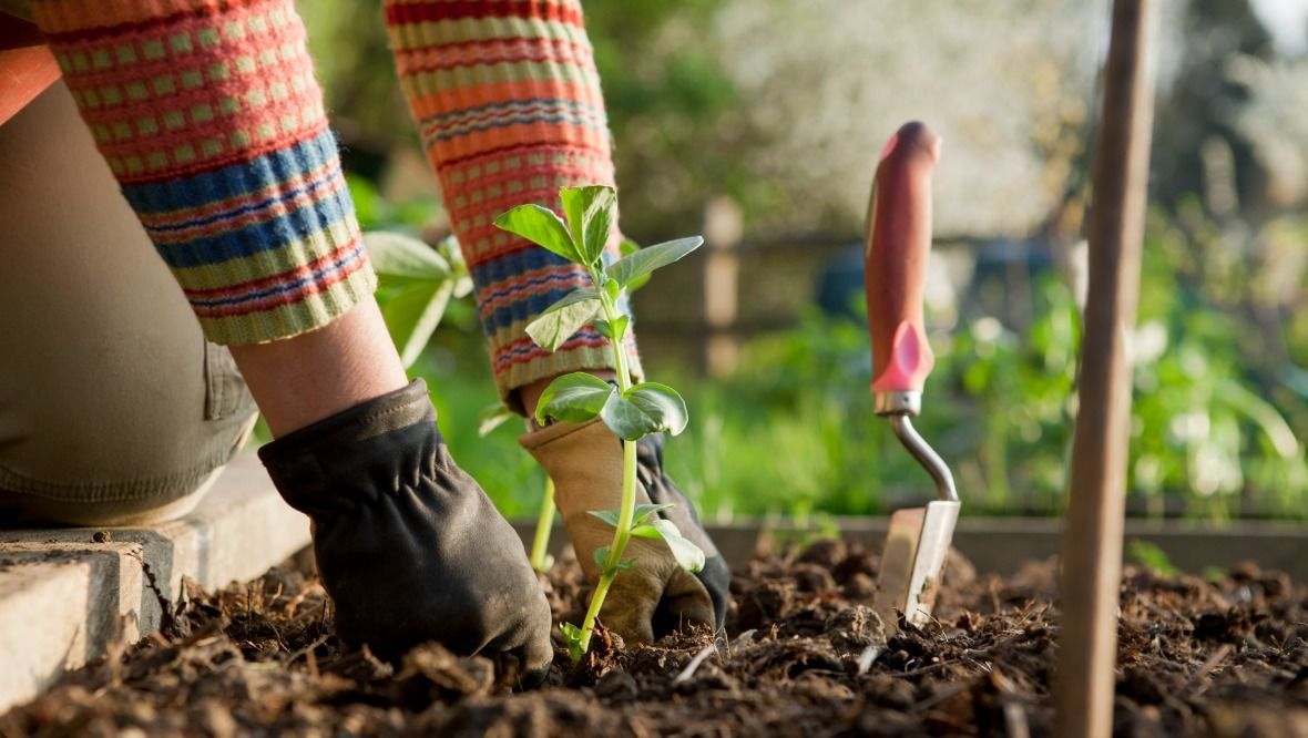 Public park allotments plan to help people grow their own food