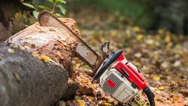 Expert says centuries-old tree must be axed due to ‘dangerous’ fungus