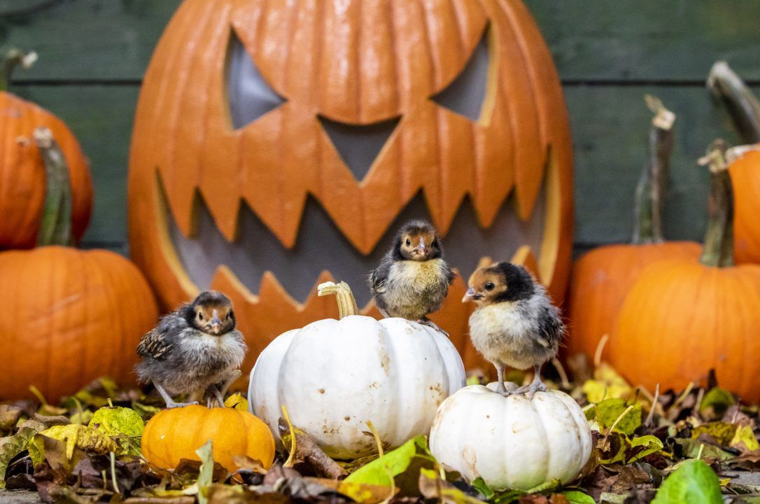 Chick or treat: Baby birds pictured exploring spooky pumpkin patch