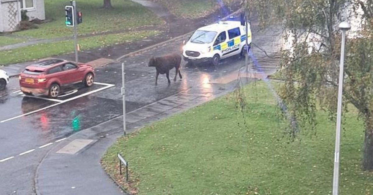 Bull chased by police through city streets after escaping ‘from abattoir’