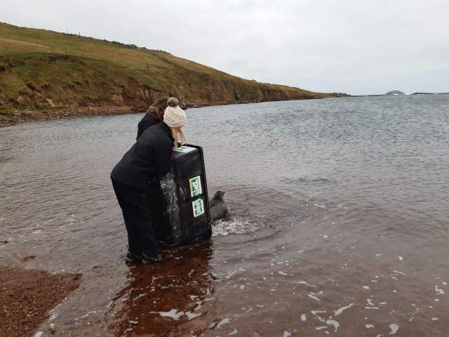 Hispi was released into waters off Shetland (SSPCA/PA)