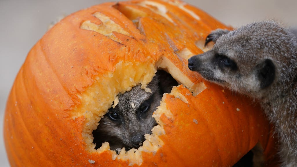 Creepy carved pumpkins are a smash hit with safari park’s meerkats