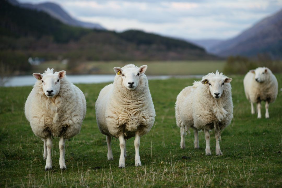 More than 50 sheep and lambs stolen Laxay Common grazing area from Isle of Lewis land