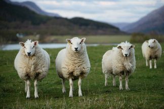 Police launch probe as eight sheep killed in dog attack on farm in Peebles