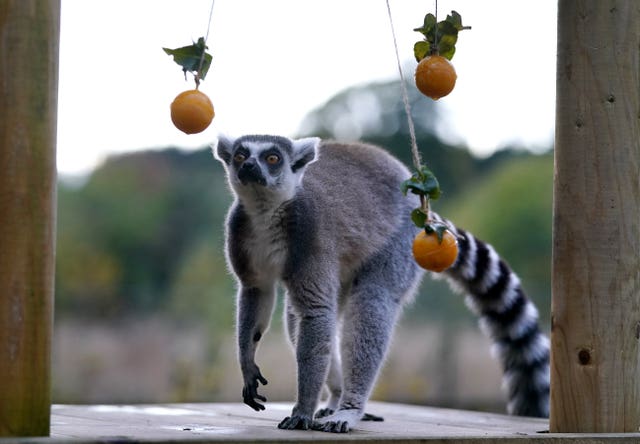 A ring tailed lemur with pumpkin puree balls. (PA)