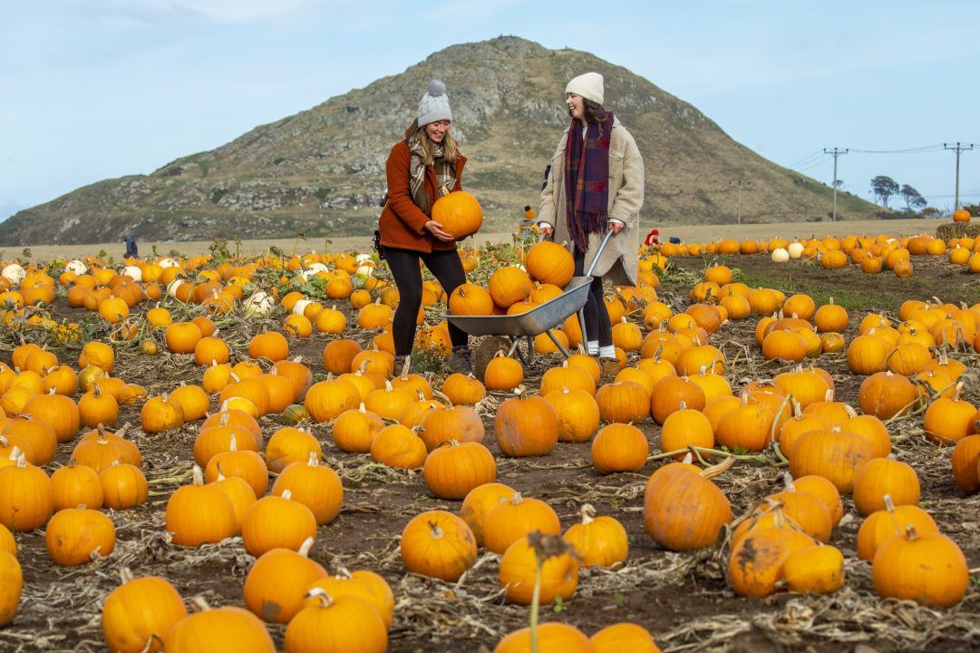 Students squash previous crop with smashing pumpkin patch