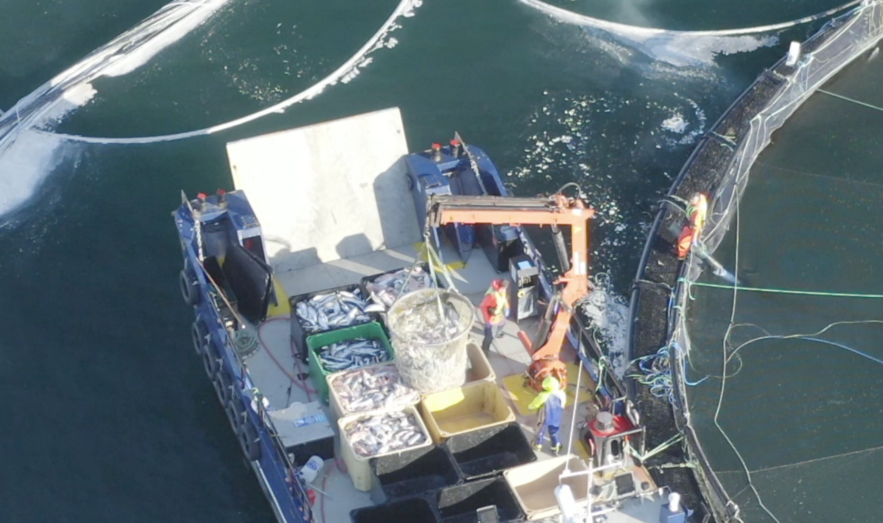 Fish removed from the pens at the Scottish Salmon Company farm off Gigha.