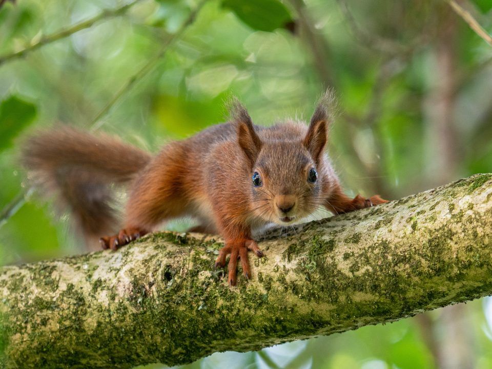 Charity’s £8m appeal to buy estate to make red squirrel ‘superhighway’