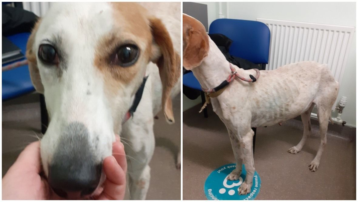 Heavily pregnant and injured dog found abandoned in town