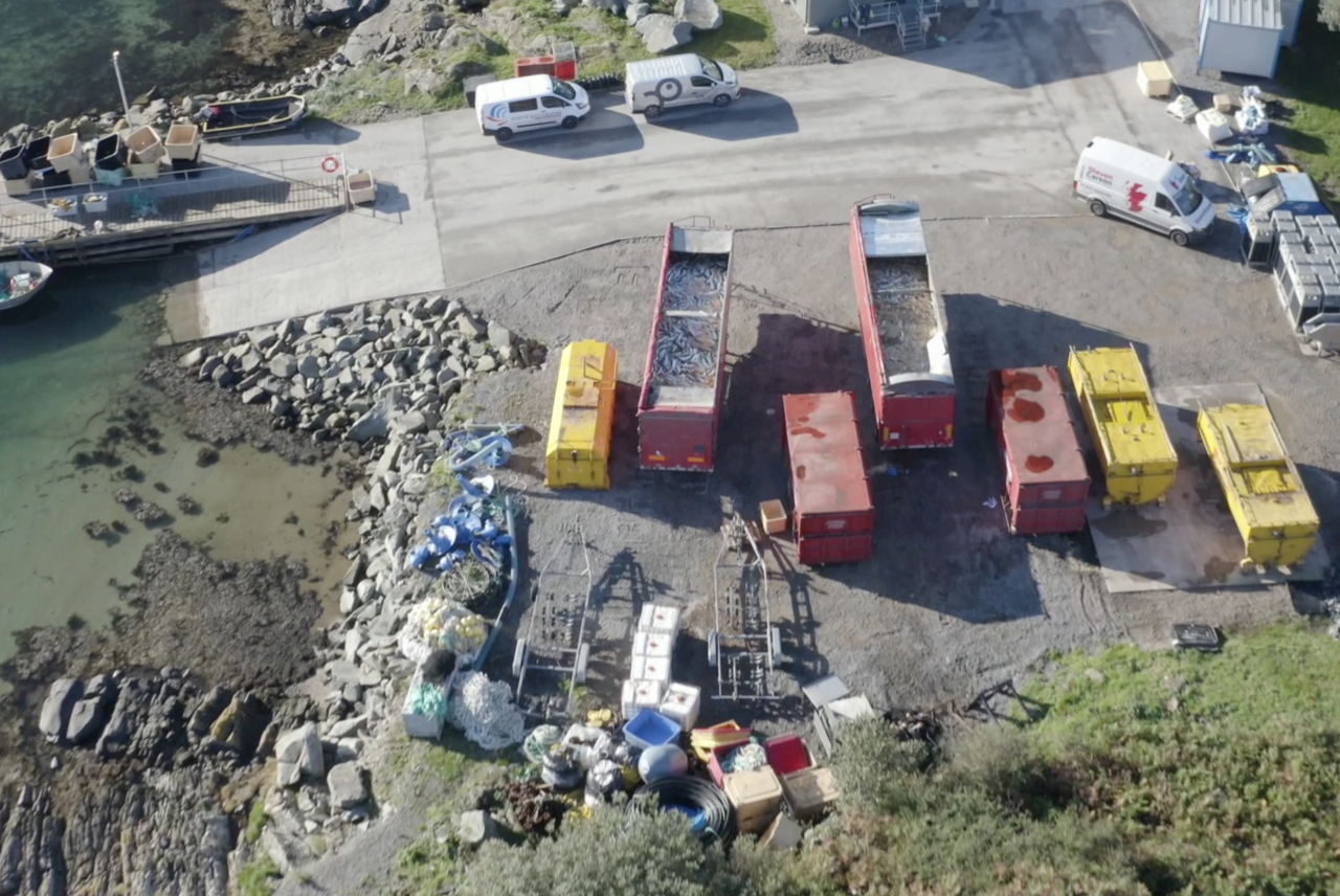 Dead fish from the Scottish Salmon Company farm off Gigha fill two trailers.