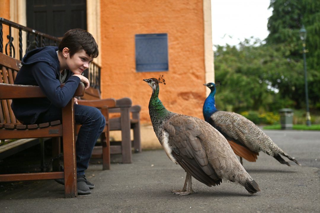 Peacocks with ‘right to roam’ wander into pubs and stop traffic