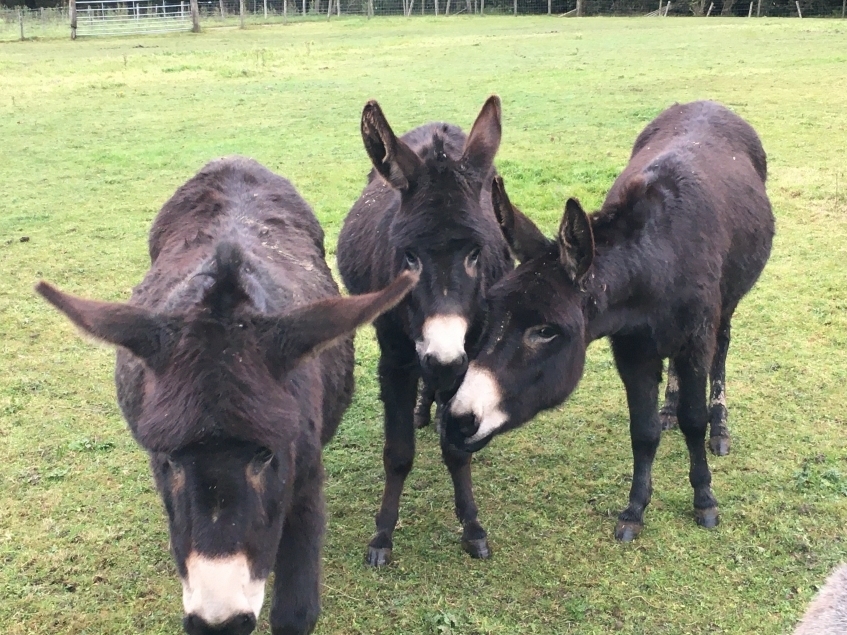 Inspectors found 11 donkeys had been neglected. 