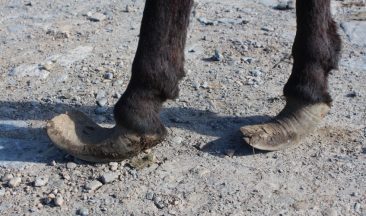 Two donkeys with deformed feet put down after farmer neglects animals