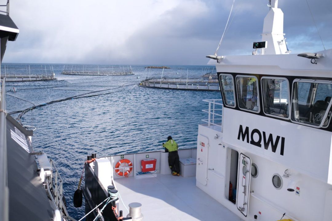 Salmon farm firm takes legal action against animal welfare campaigner