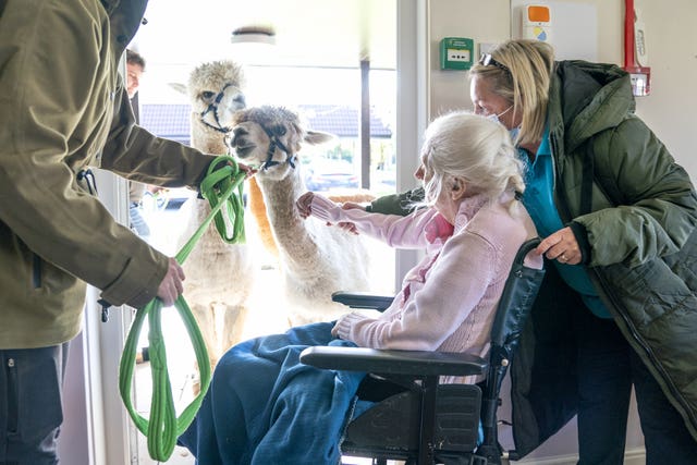 The three fluffy alpacas met Mary Leslie, 92, during a visit to Hill View (Jane Barlow/PA)