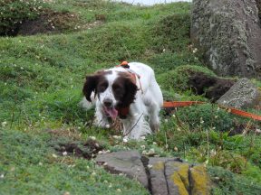 Sniffer dogs help discover storm petrel colony on the Isle of May