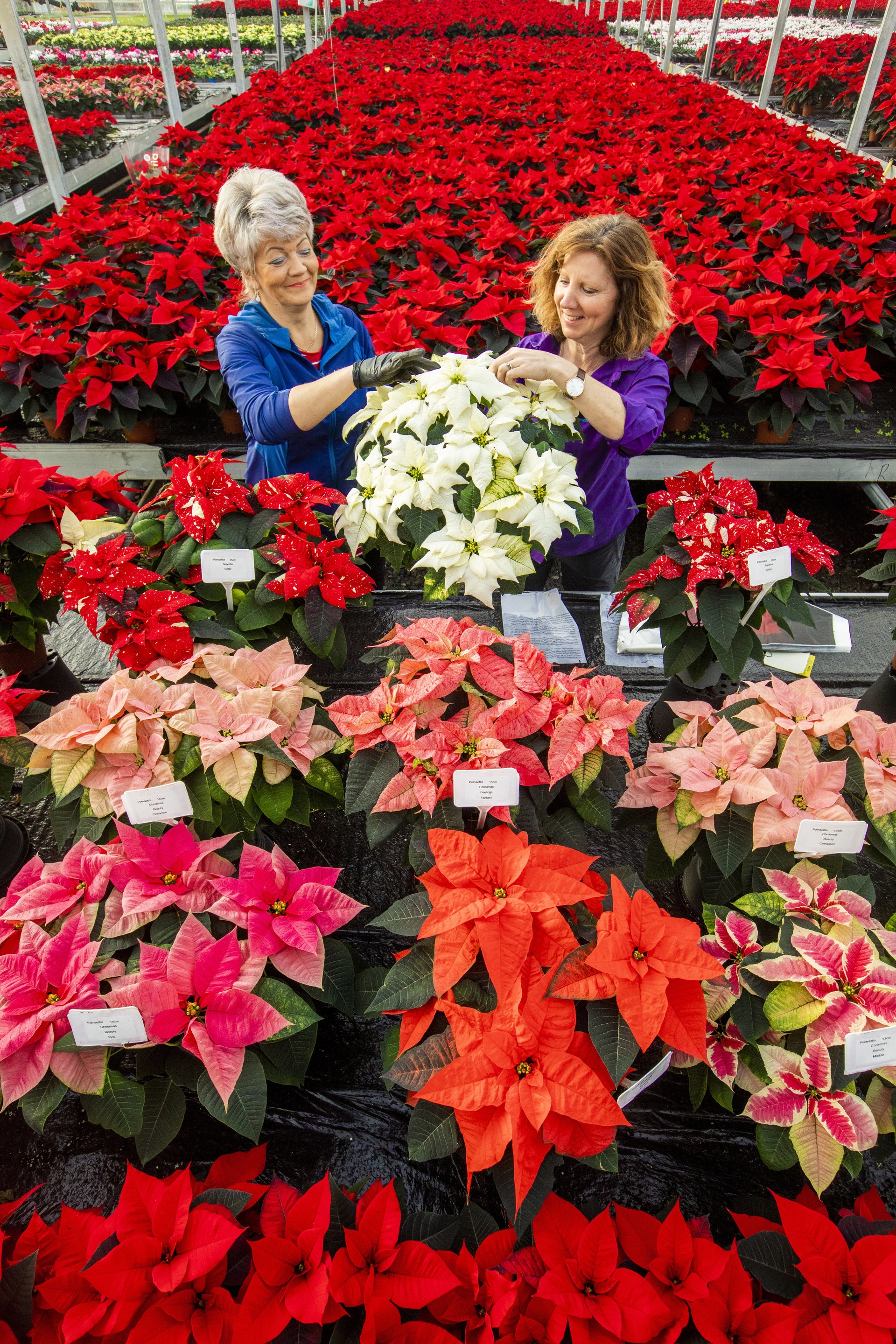 Pentland Plants sell a variety of different coloured<meta charset=utf-8>poinsettias. ”/><cite class=cite>SWNS via SWNS</cite></div><figcaption aria-hidden=true>Pentland Plants sell a variety of different coloured<meta charset=