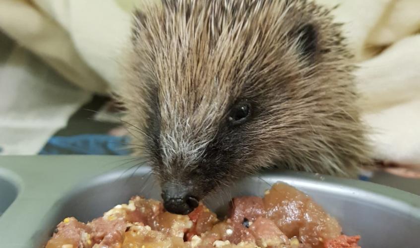 Animal charity caring for 100 hedgehogs makes food donation plea