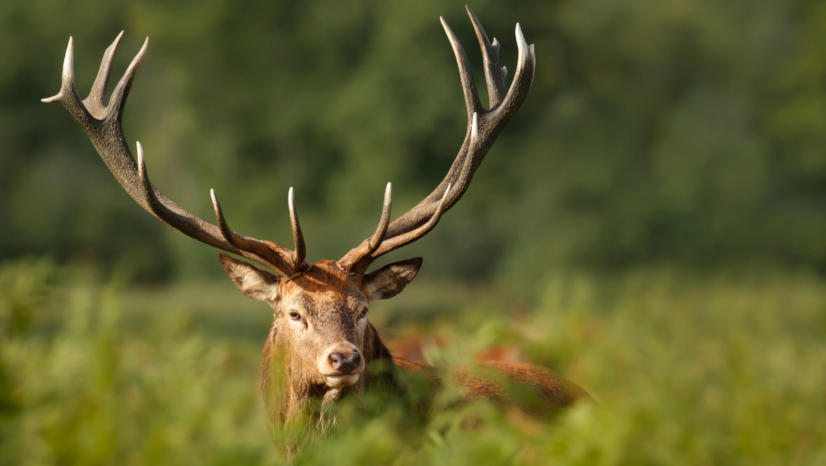 Warning to stop hand-feeding deer amid ‘Lyme disease fears’