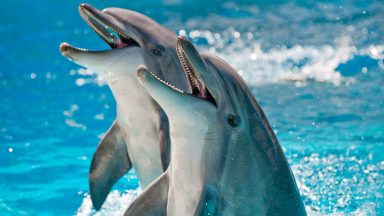 Expedia bans holidays to see captive dolphins and whales