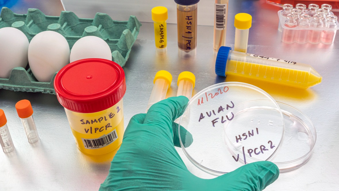 ‘Highly pathogenic’ strain of bird flu identified following outbreak