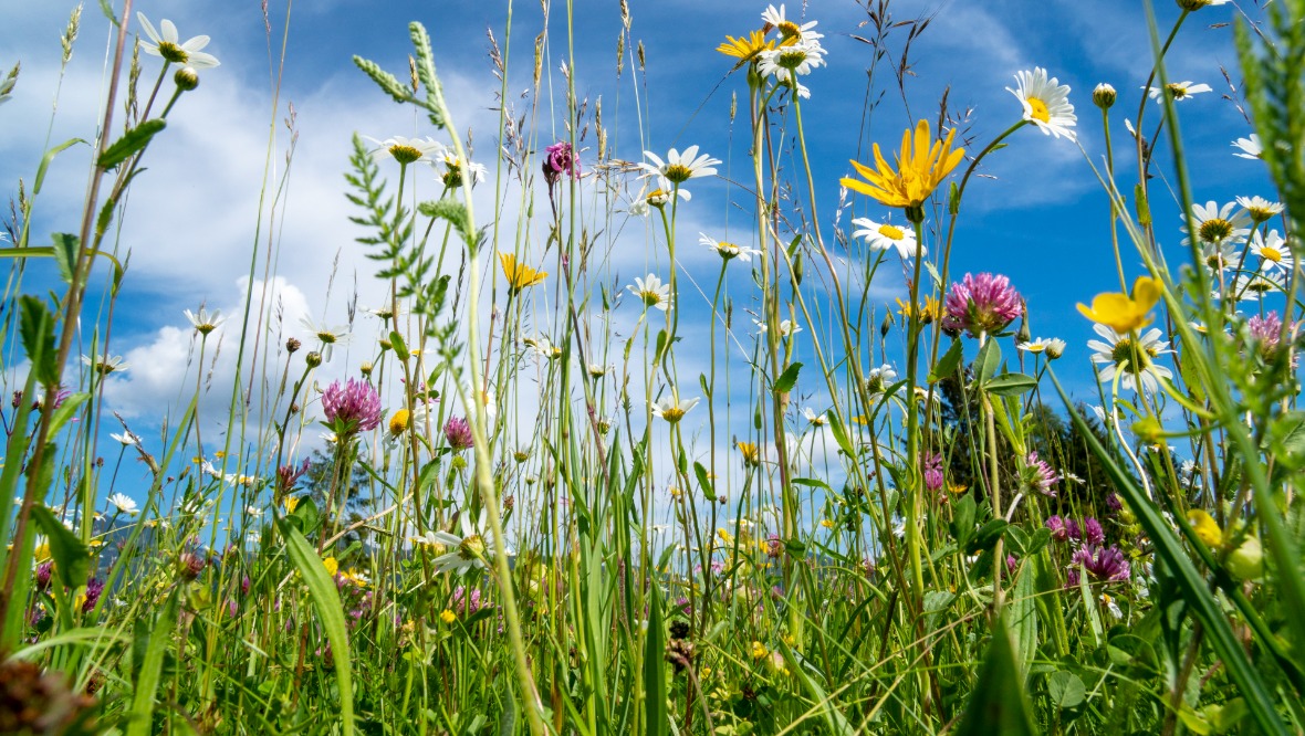 Councillor expresses shock at £12,000 quote to plant wildflowers