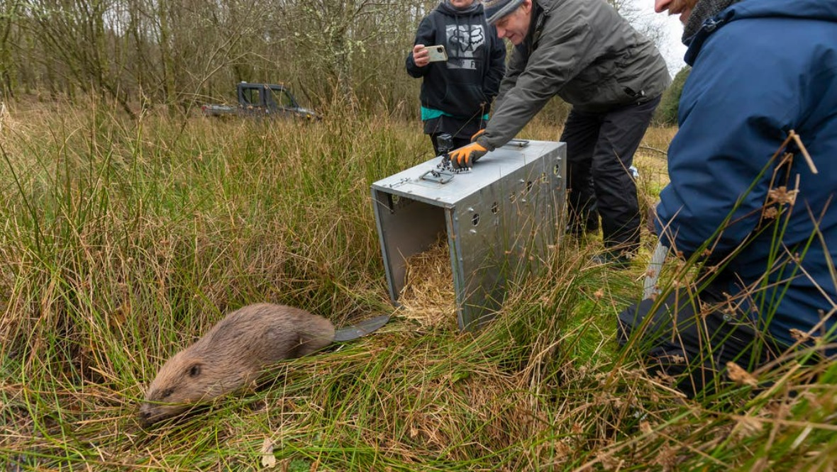 Beaver family saved from culling in ‘ground-breaking’ move to farm