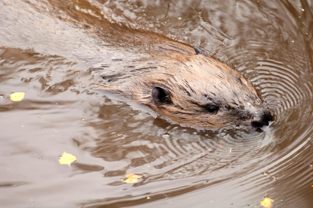 Second site identified for release of beavers in Scotland