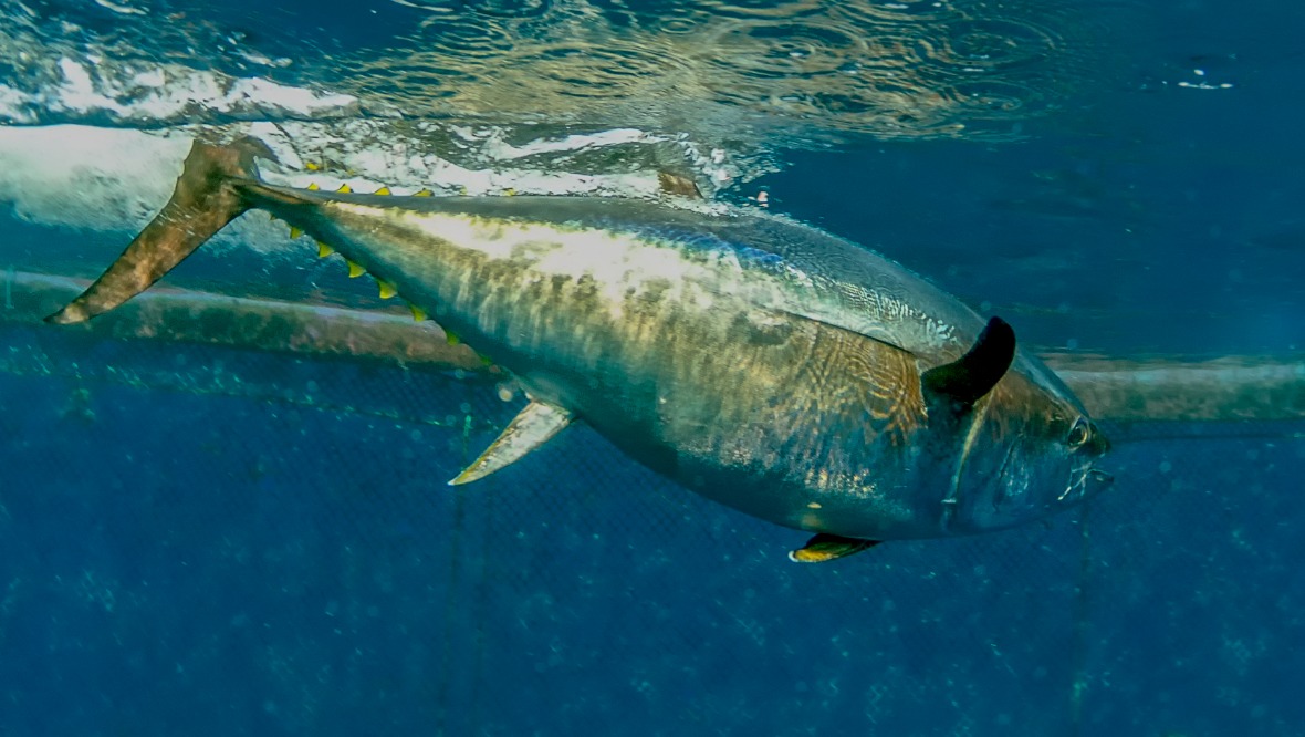 Rare bluefin tuna washes up near loch ‘due to global warming’