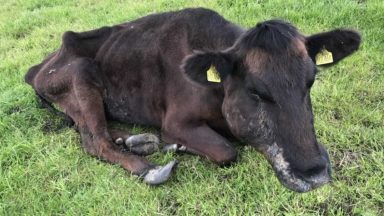 Farmer left starving cow ‘oozing pus’ in field before it was shot dead
