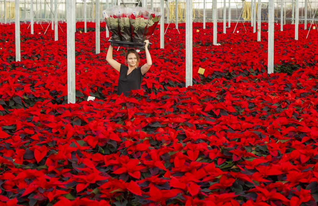 More than 60,000 Scots-grown poinsettias ready for Christmas