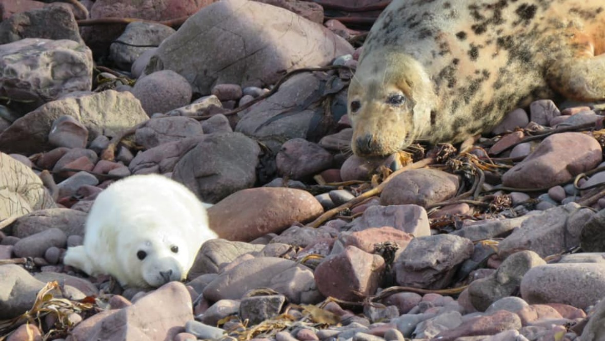 Hundreds of seal pups killed at nature reserve in Storm Arwen