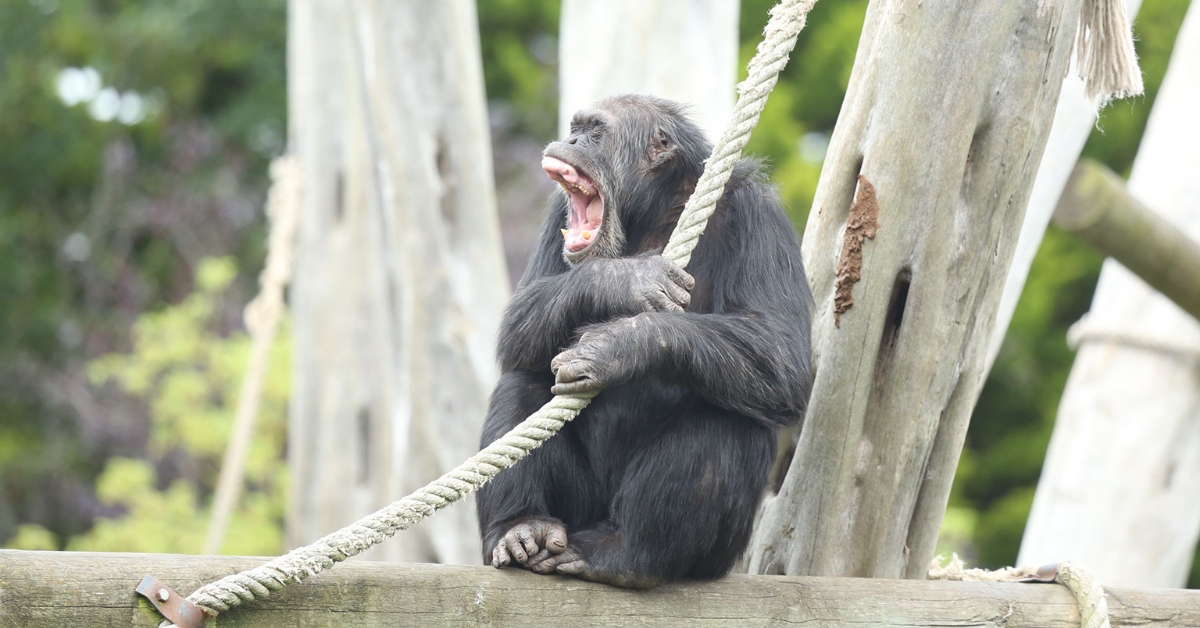 Edinburgh Zoo said it was sad to announce the loss of David, its eldest chimpanzee, who had been experiencing age related health problems.