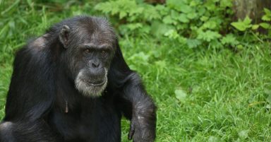 Edinburgh Zoo announces death of eldest chimpanzee