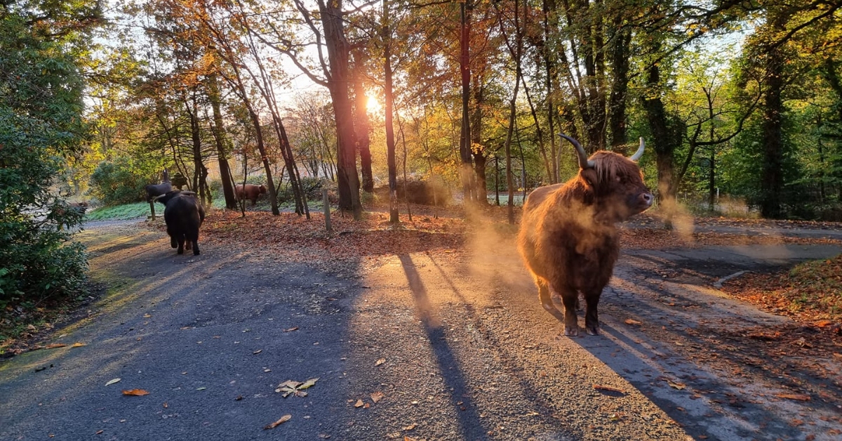Highland cows go for ‘stroll’ in city park after escaping from field