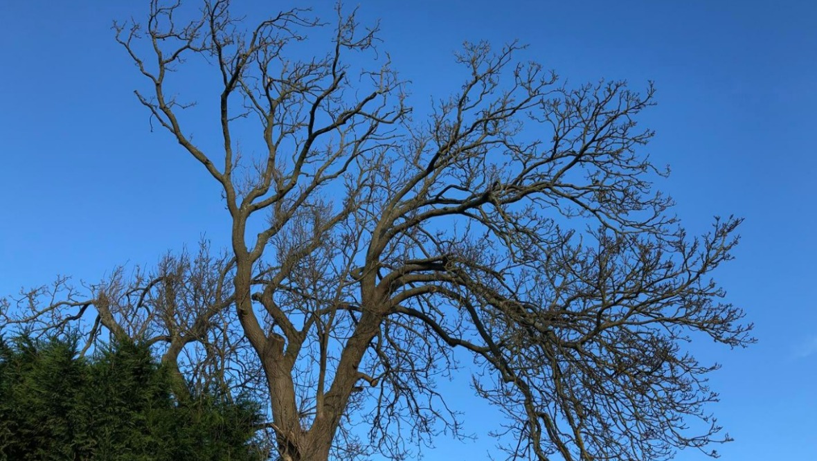 Giant ash tree set for chop after being deemed health and safety risk