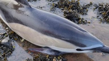 Stressed dolphin searching for her missing baby put to sleep on beach