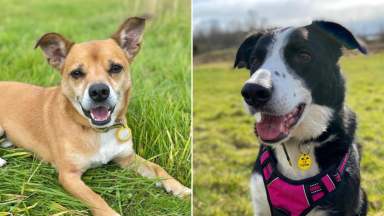Could you give one of these 12 dogs a new home this Christmas?