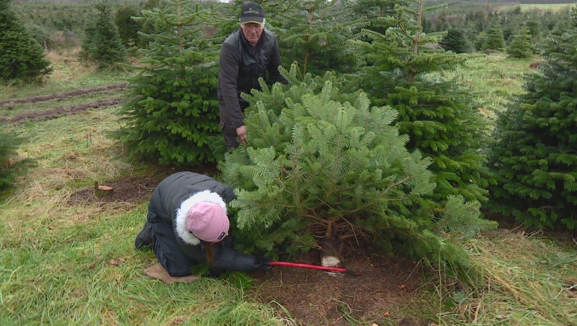 Customers can cut down their own Christmas trees at the farm in Buchlyvie.