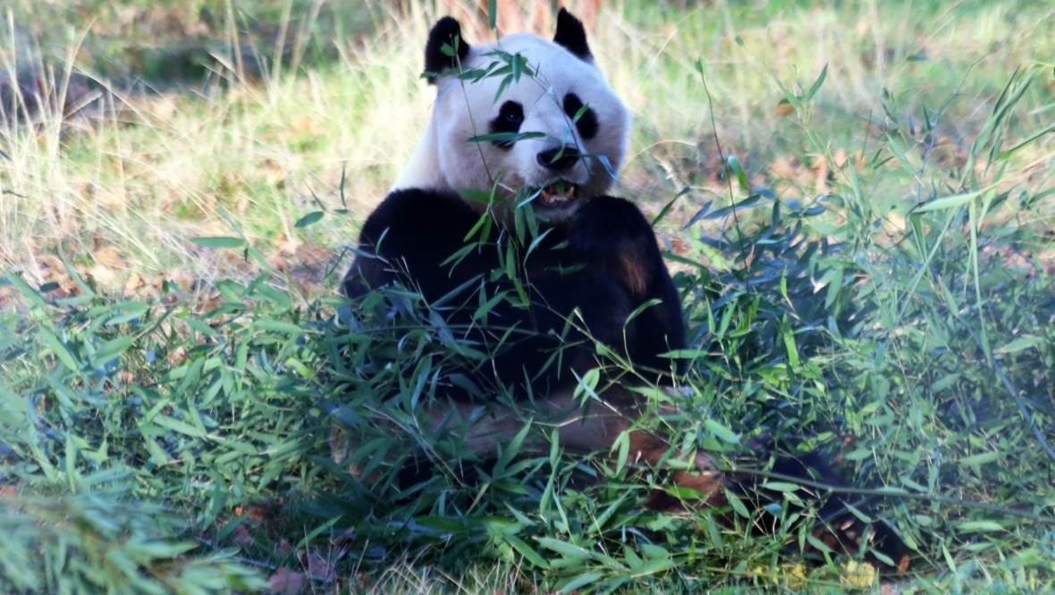Giant panda: Yang Guang will return to China in 2023.