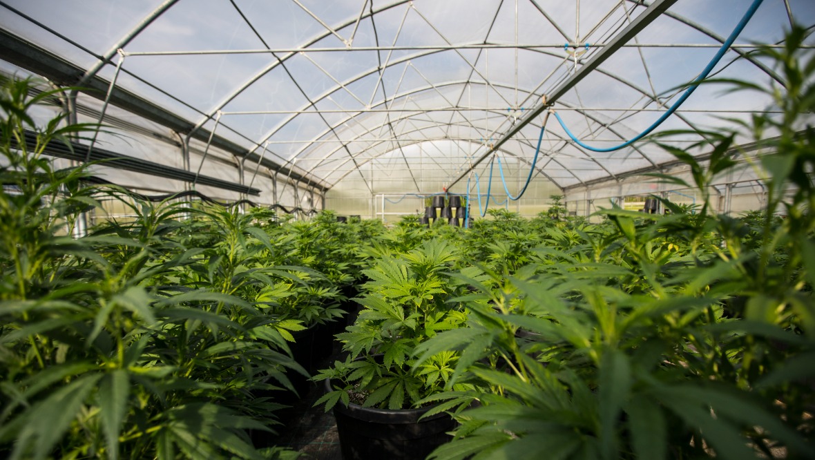Hunt for those behind cannabis farm after plants seized by police