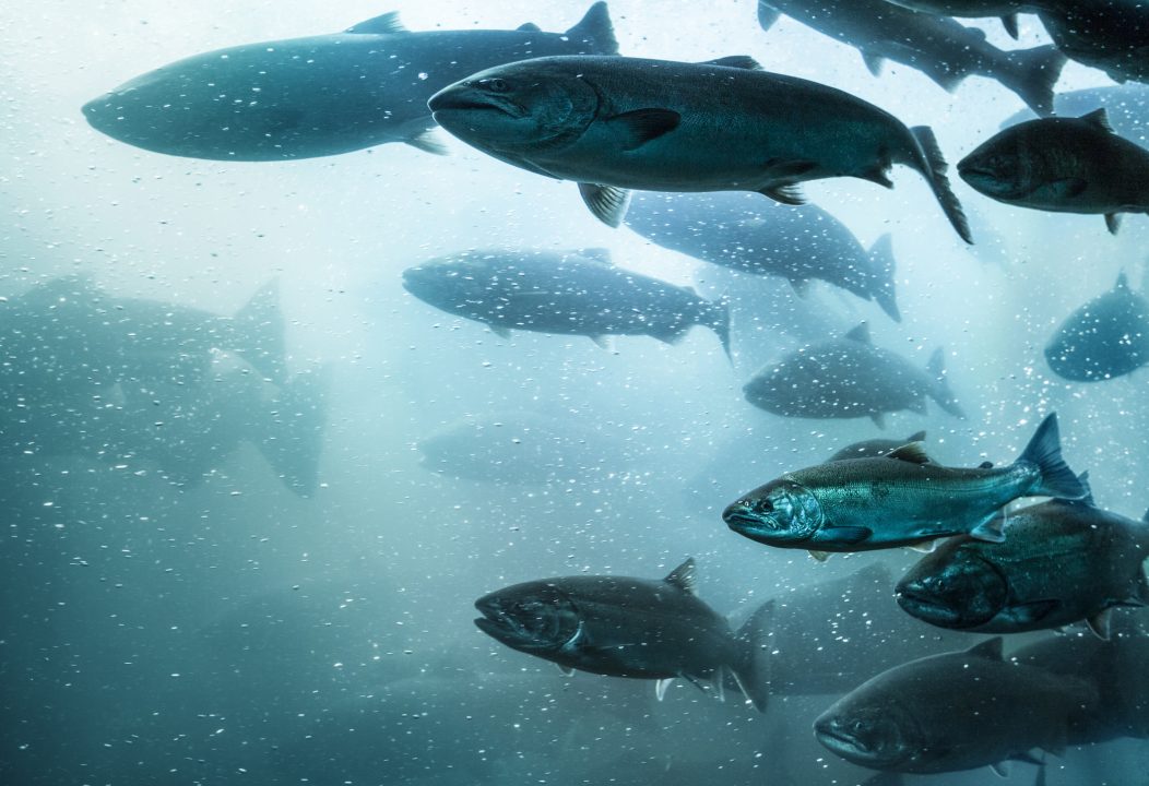 Tracking devices fitted to wild salmon to record migration routes