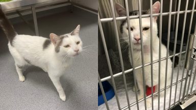 A cat found in Glasgow is now being cared for by the Scottish SPCA.