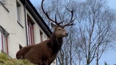 Woman stag-gered to see deer hanging around housing estate
