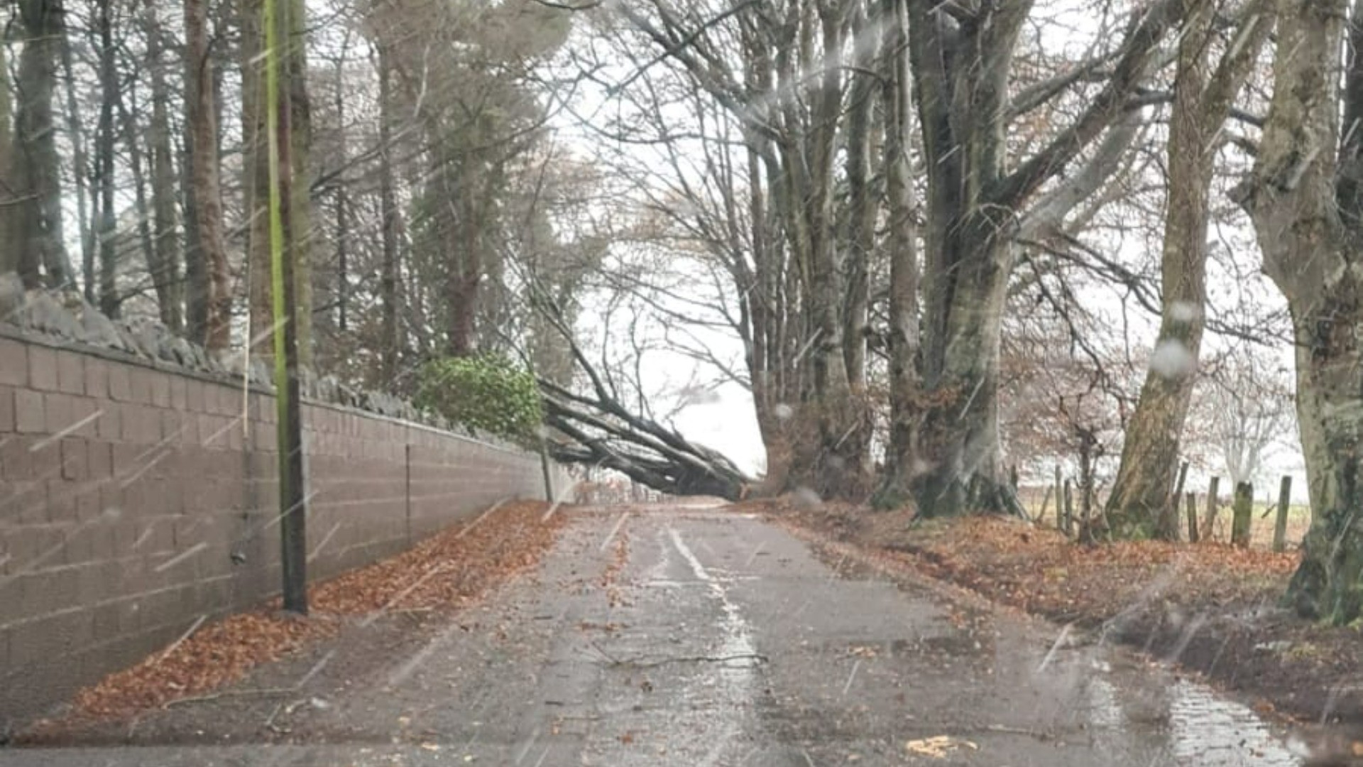 A road in Symington was blocked by a fallen tree during Storm Barra. (Sam Somerville/STV News)
