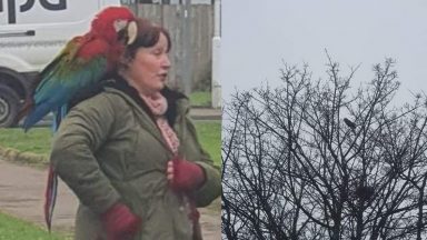Parrot owner uses cherry picker to rescue escaped pet from tree