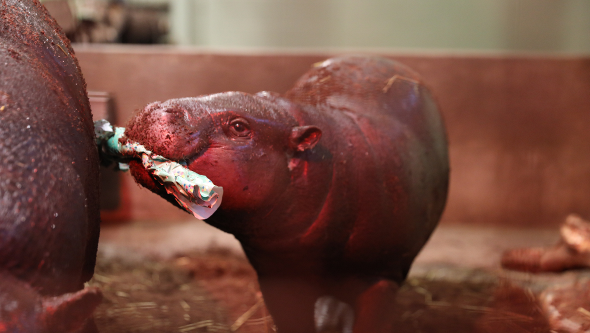 Adorable pygmy hippo snapped with Christmas cracker at Edinburgh Zoo