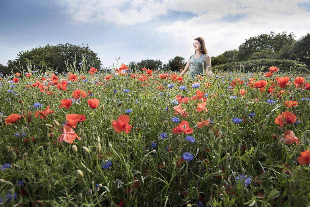 Charity to bring 10,000 square metres of wildflower meadows to city