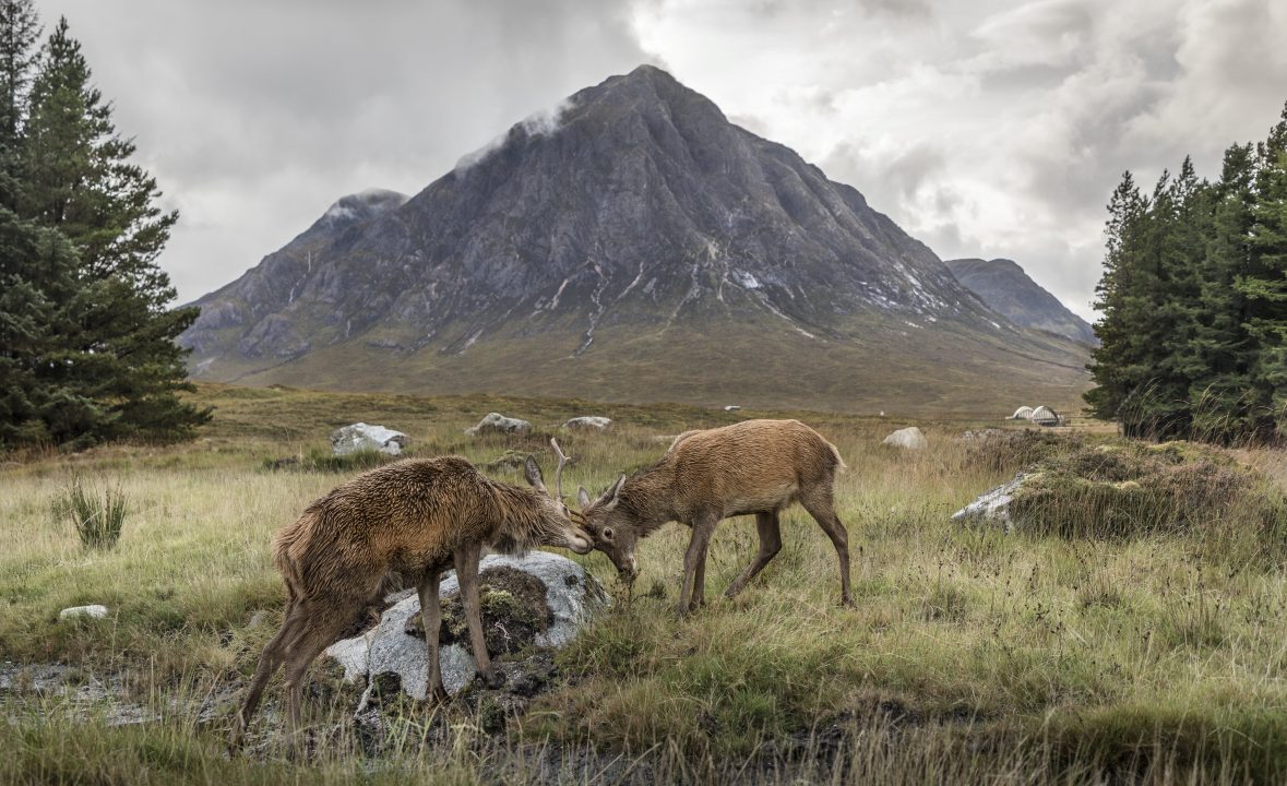 Stags snapped ‘fighting for supremacy’ in shadow of Highlands mountain